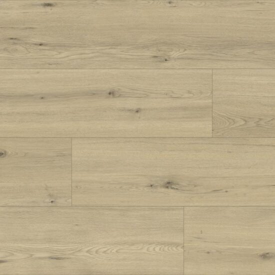 D80641 CQ Chur Oak